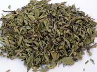 Oregano